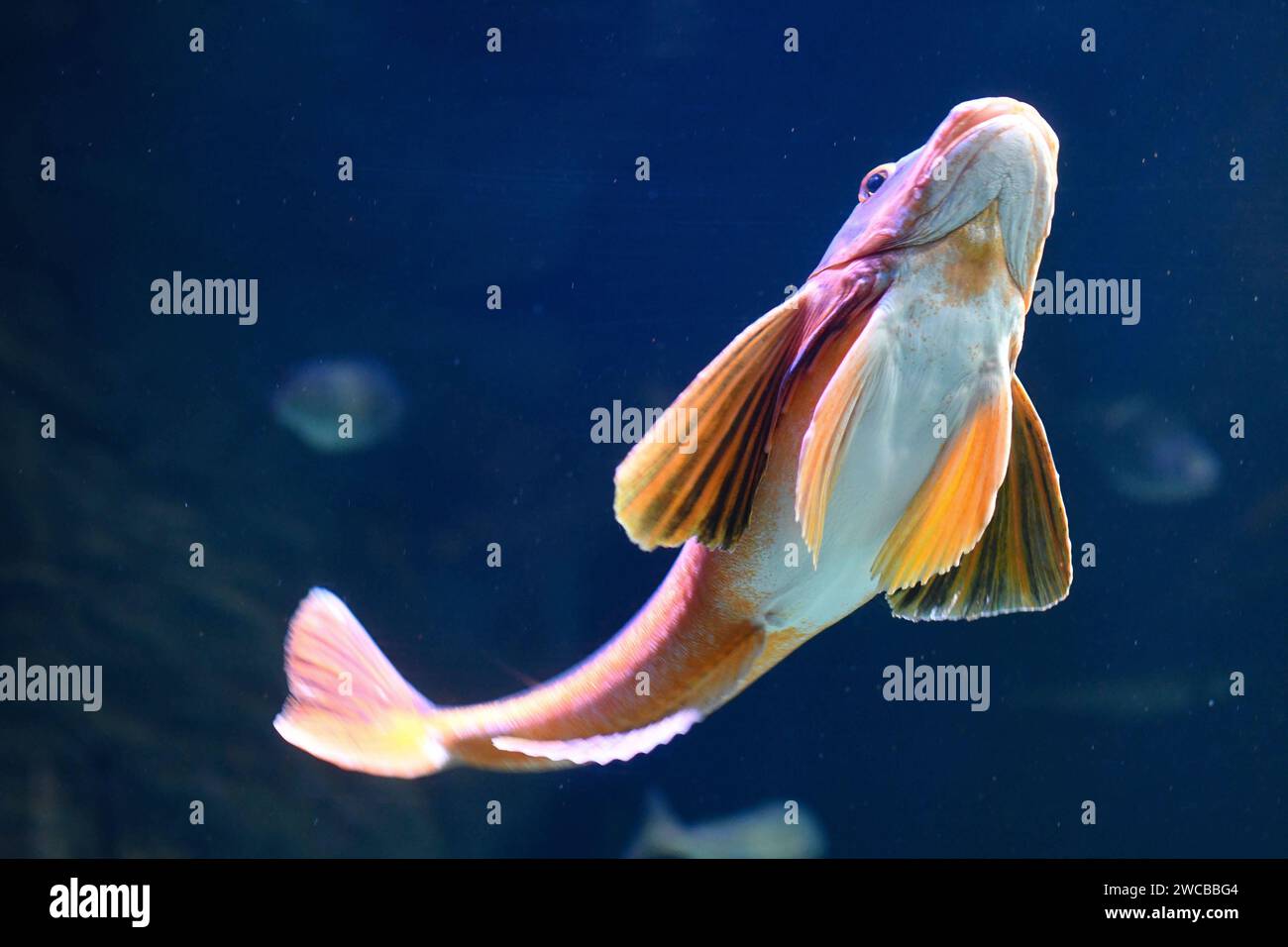 Roter Knurrhahn, Seeschwalbenfisch Trigla lucerna, Chelidonichthys lucernusschwimmt in einem Meereswasseraquarium im Ozeaneum in Stralsund, Mecklenburg-Vorpommern, Ostsee, Deutschland. *** Gurnard rossa, Trigla lucerna, Chelidonichthys lucernus nuoto in un acquario marino nell'Ozeaneum a Stralsund, Meclemburgo-Vorpommern, Mar Baltico, Germania Foto Stock