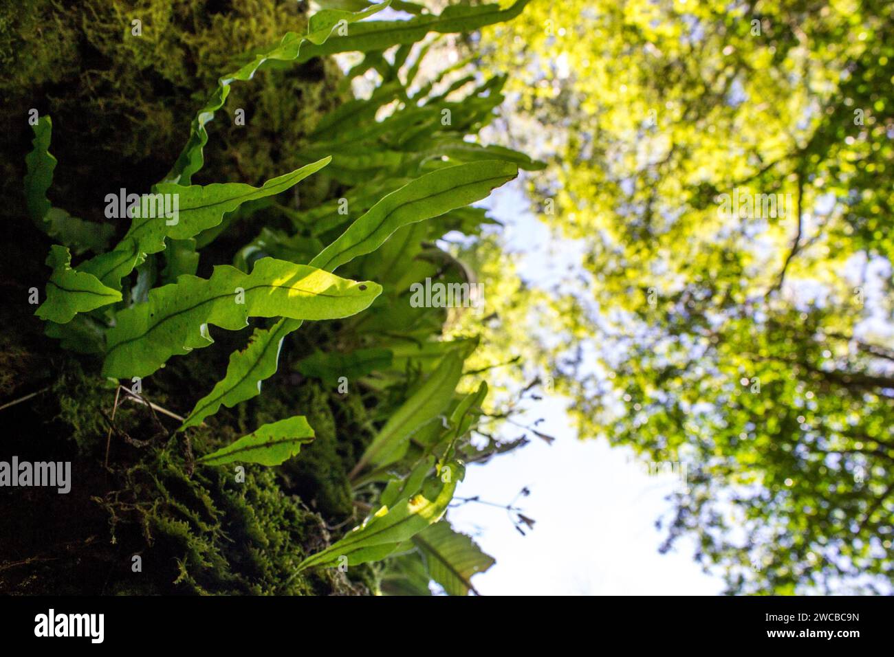 Tronco d'albero, ricoperto di primrose epifitiche del Capo Foto Stock