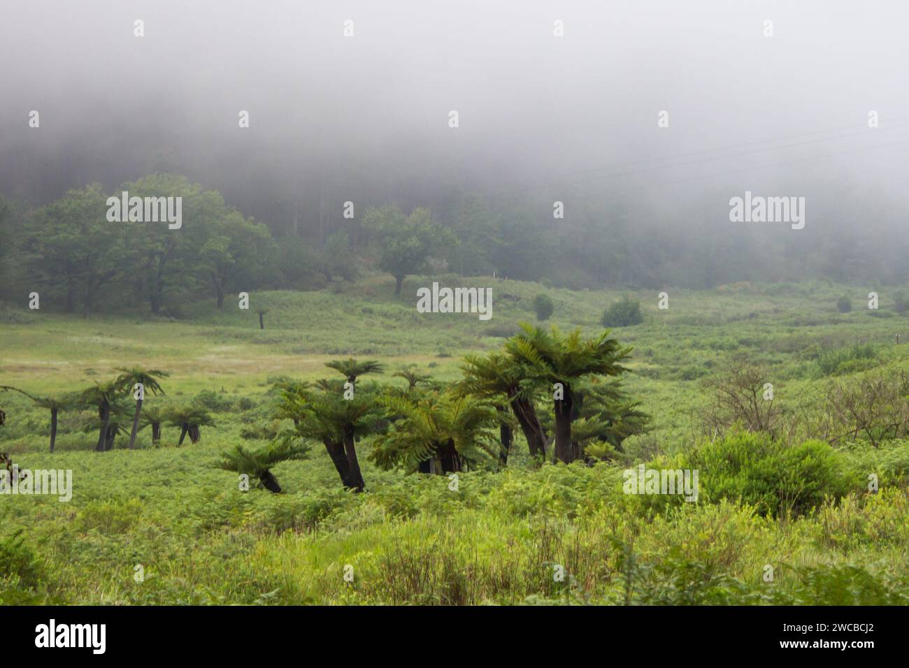 Mattinata nebbiosa in un prato erboso pieno di felci di alberi dall'aspetto preistorico, Alsophila dregei, a Magoebaskloof, in Sudafrica. Foto Stock