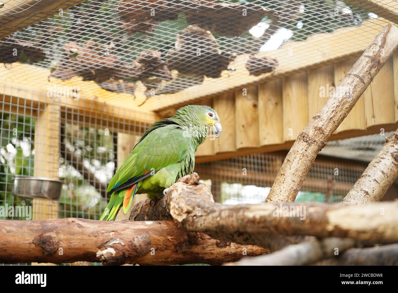 Animals at Amazonia - Un luogo dove guardiamo gli animali che si trovano nella foresta pluviale amazzonica, proprio al M&D's Theme Park in Strathclyde Park Foto Stock