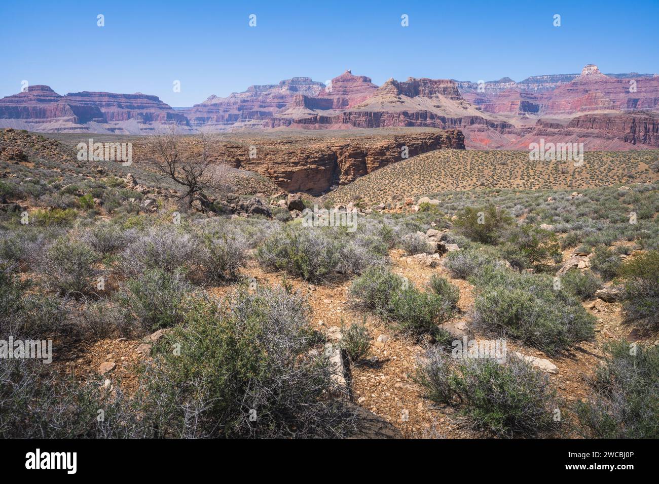 escursioni a piedi sul sentiero tonto nel grande parco nazionale del canyon in arizona, stati uniti Foto Stock