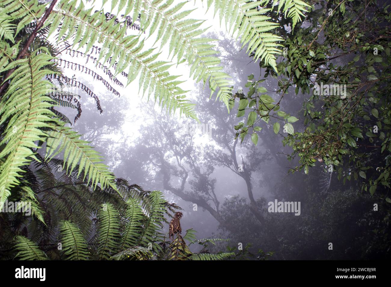 Foglie di felce verdi con la misteriosa foresta pluviale Afromontane di Magoebaskloof, avvolta nella nebbia sullo sfondo. Foto Stock