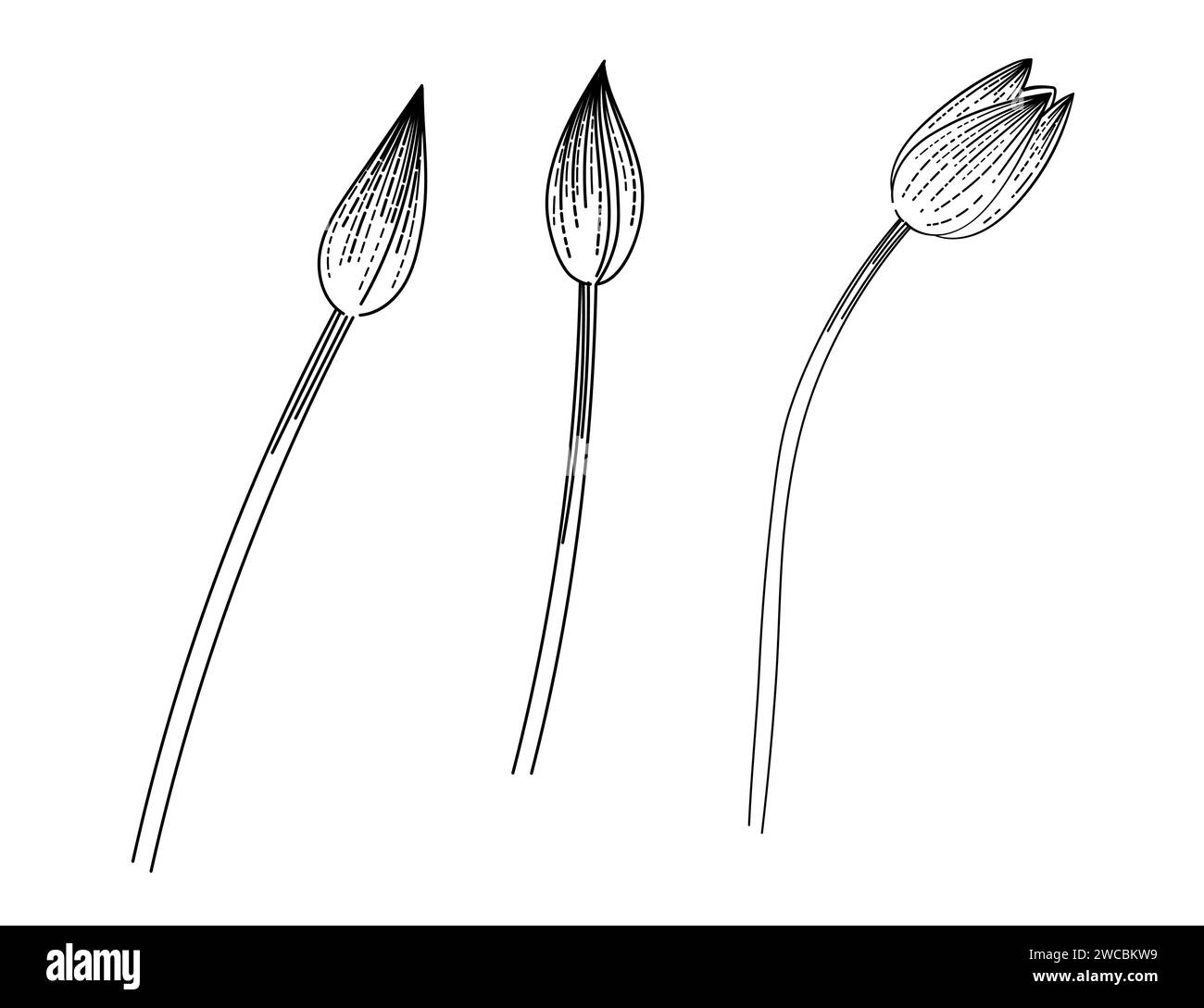 Set di tre disegni di fiori di tulipani disegnati a mano per disegnare illustrazioni vettoriali di libri isolati su sfondo bianco Illustrazione Vettoriale
