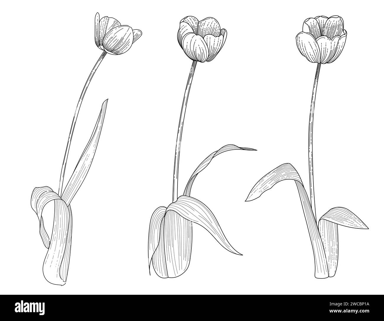 Set di tre disegni di fiori di tulipani disegnati a mano per disegnare illustrazioni vettoriali di libri isolati su sfondo bianco Illustrazione Vettoriale