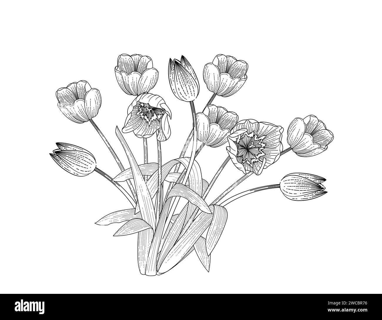 Set di tre disegni di fiori di tulipani disegnati a mano per disegnare illustrazioni vettoriali di libri isolati su sfondo bianco Illustrazione Vettoriale