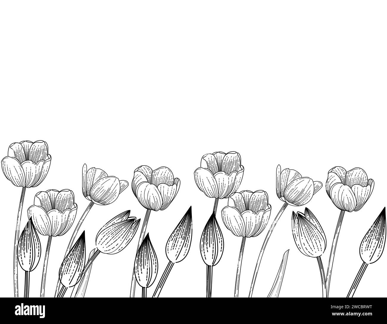 Set di tre disegni di fiori di tulipani disegnati a mano per disegnare illustrazioni vettoriali di libri isolati su sfondo bianco Illustrazione Vettoriale