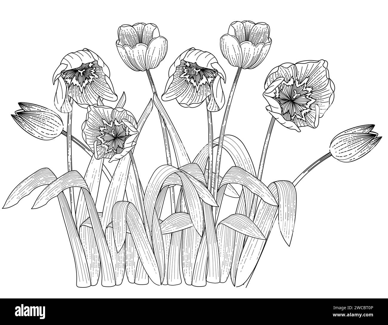 Set di tre disegni di fiori di tulipani disegnati a mano per disegnare illustrazioni vettoriali di libri isolati su sfondo bianco Illustrazione Vettoriale