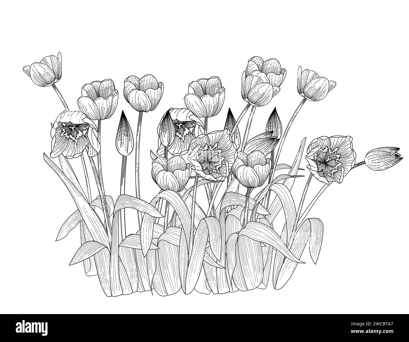 Set di tre disegni di fiori di tulipani disegnati a mano per disegnare illustrazioni vettoriali di libri isolati su sfondo bianco Illustrazione Vettoriale