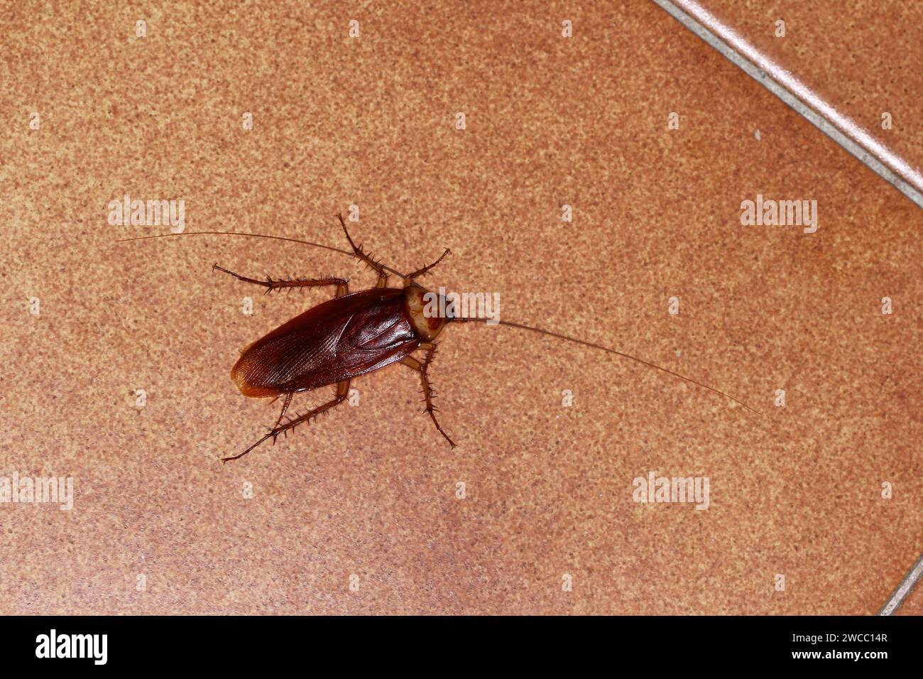 Cockroach americano adulto della specie Periplaneta americana. Di notte sul piano della cucina. Foto Stock