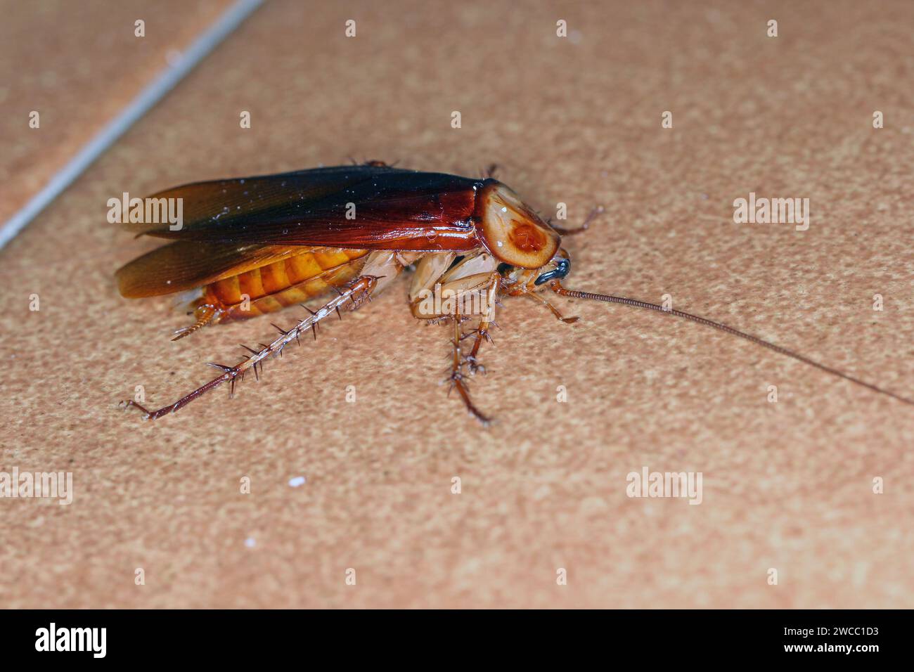 Cockroach americano adulto della specie Periplaneta americana. Di notte sul piano della cucina. Foto Stock