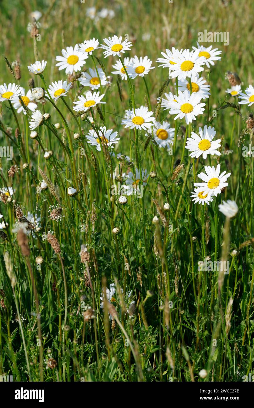 Margerite, Wiesen-Margerite, Wiesenmargerite, Magerwiesen-Margerite, Margeriten, Leucanthemum vulgare, Chrysanthemum leucanthemum, Leucanthemum ircuti Foto Stock