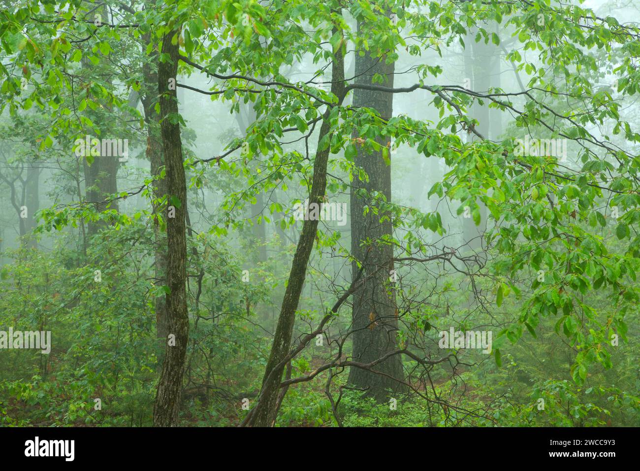 Foresta nella nebbia, French Creek State Park, Pennsylvania Foto Stock