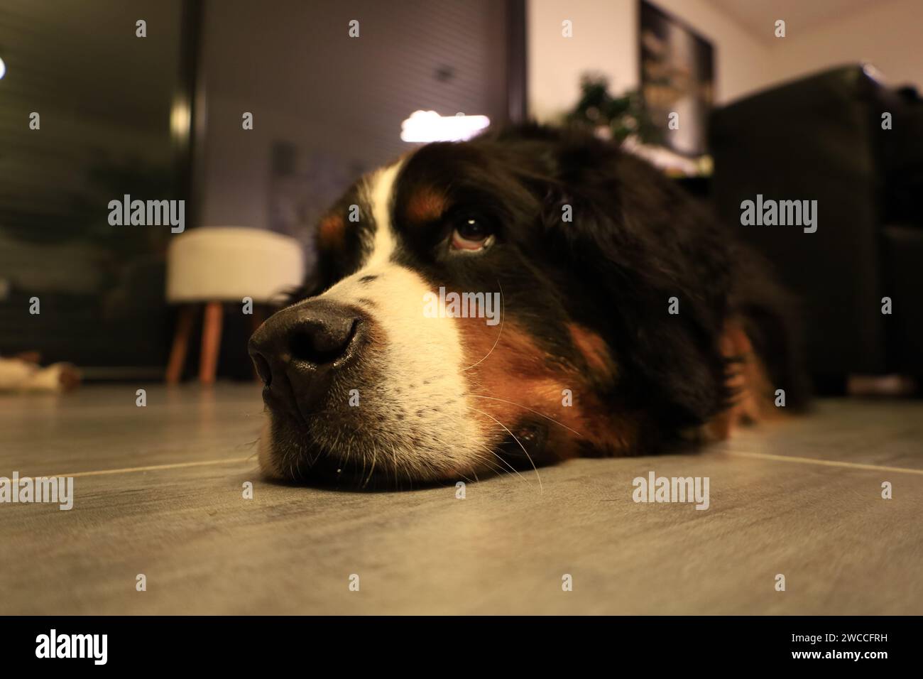 Il cane da montagna bernese è una grande razza di cane proveniente da Berna, Svizzera e dalle Alpi svizzere Foto Stock