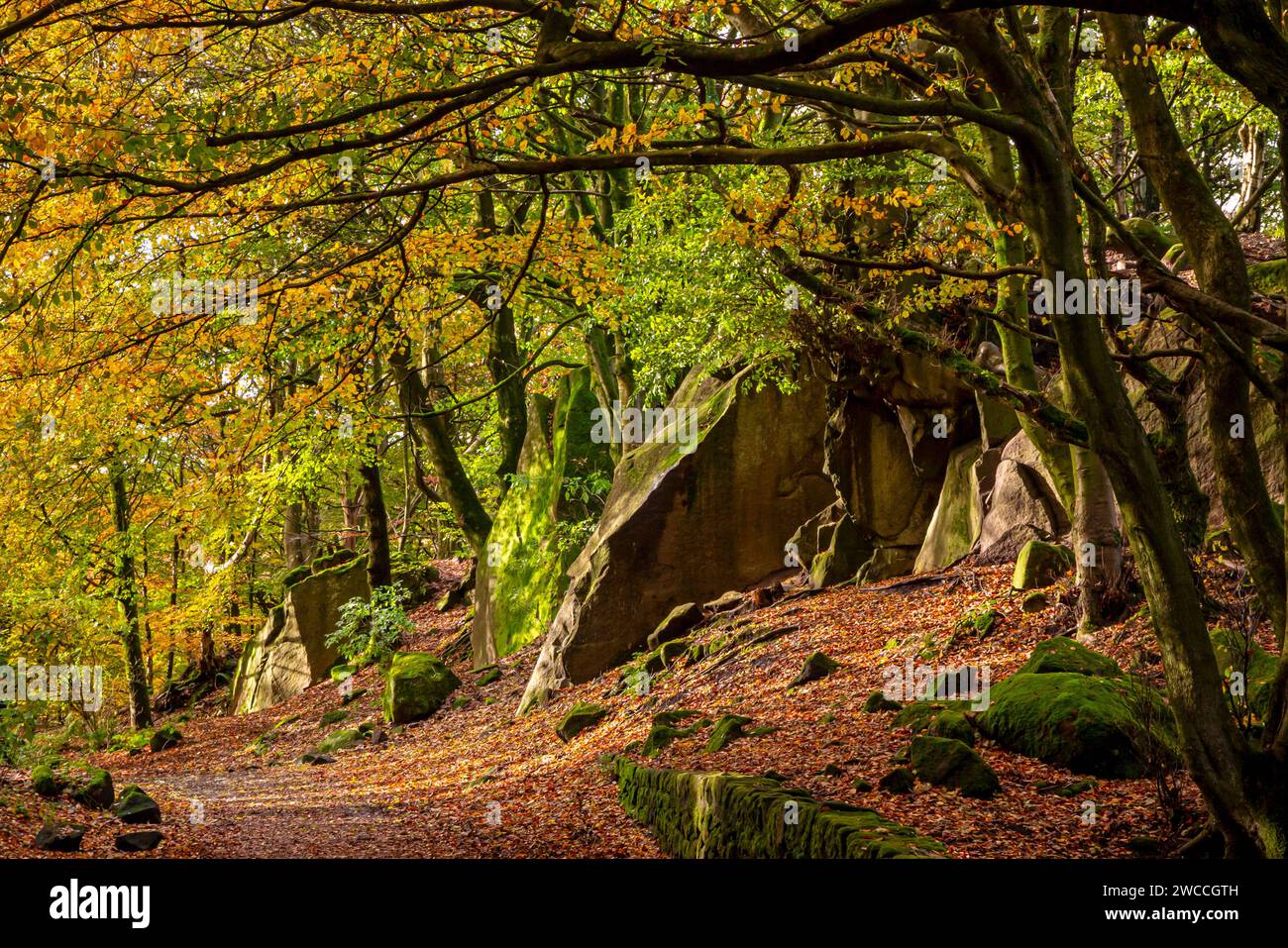 Alberi di faggio in spettacolare colore tardo autunno a Black Rocks Sull'High Peak Trail Cromford Derbyshire Peak District Inghilterra REGNO UNITO Foto Stock