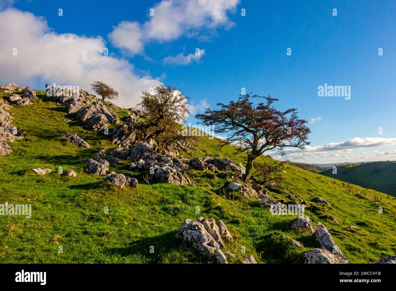 Paesaggio roccioso con alberi a Thrkelow vicino a Buxton nel Derbyshire Peak District Inghilterra Regno Unito. Foto Stock