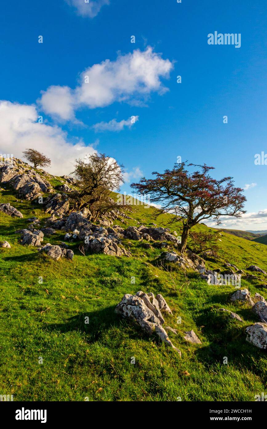 Paesaggio roccioso con alberi a Thrkelow vicino a Buxton nel Derbyshire Peak District Inghilterra Regno Unito. Foto Stock