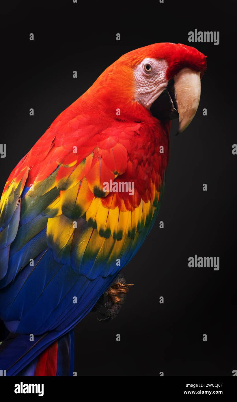 Ritratto ravvicinato di un pappagallo scarlatto (ara macao) su sfondo nero Foto Stock