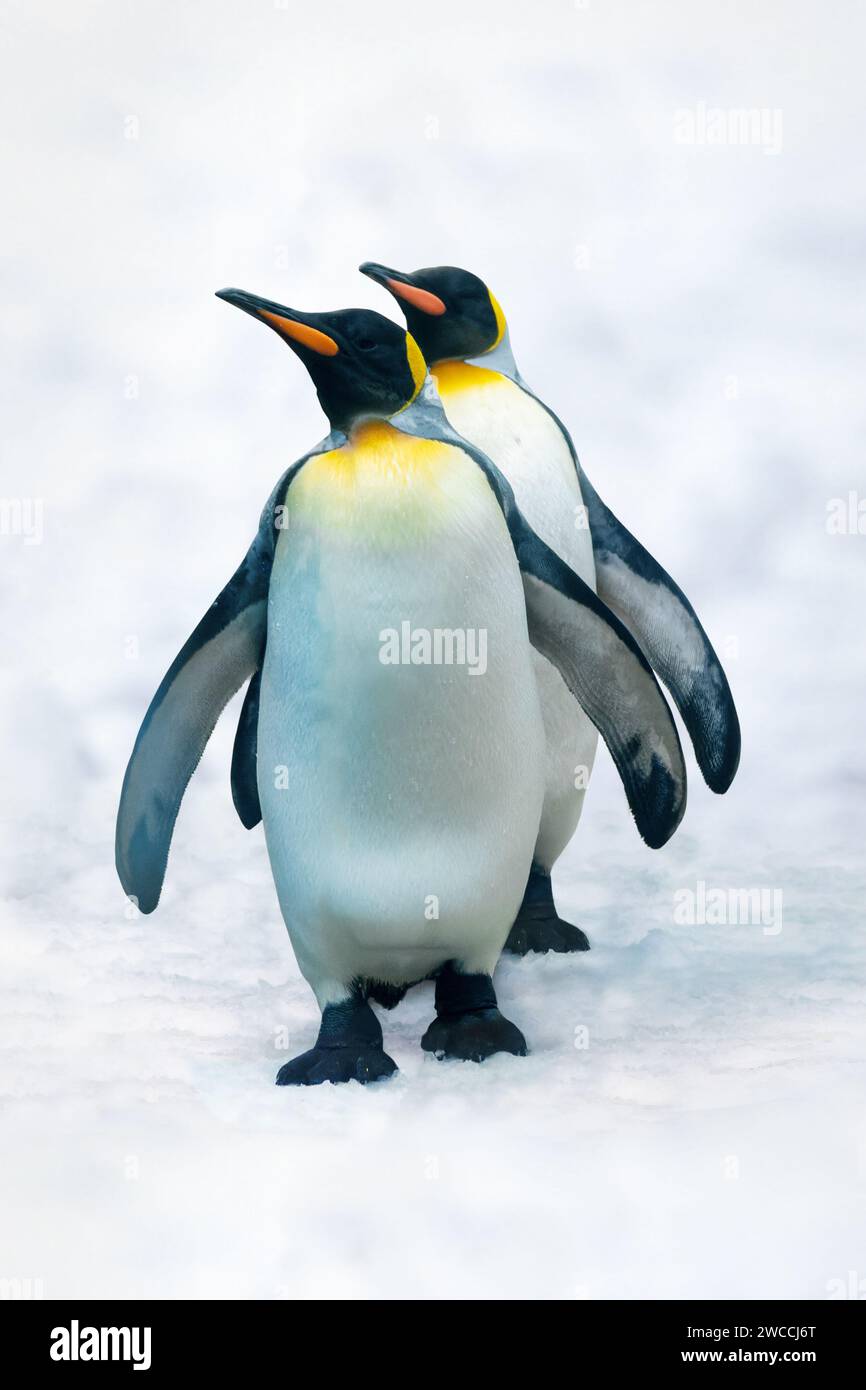 Due divertenti pinguini del re nella neve Foto Stock