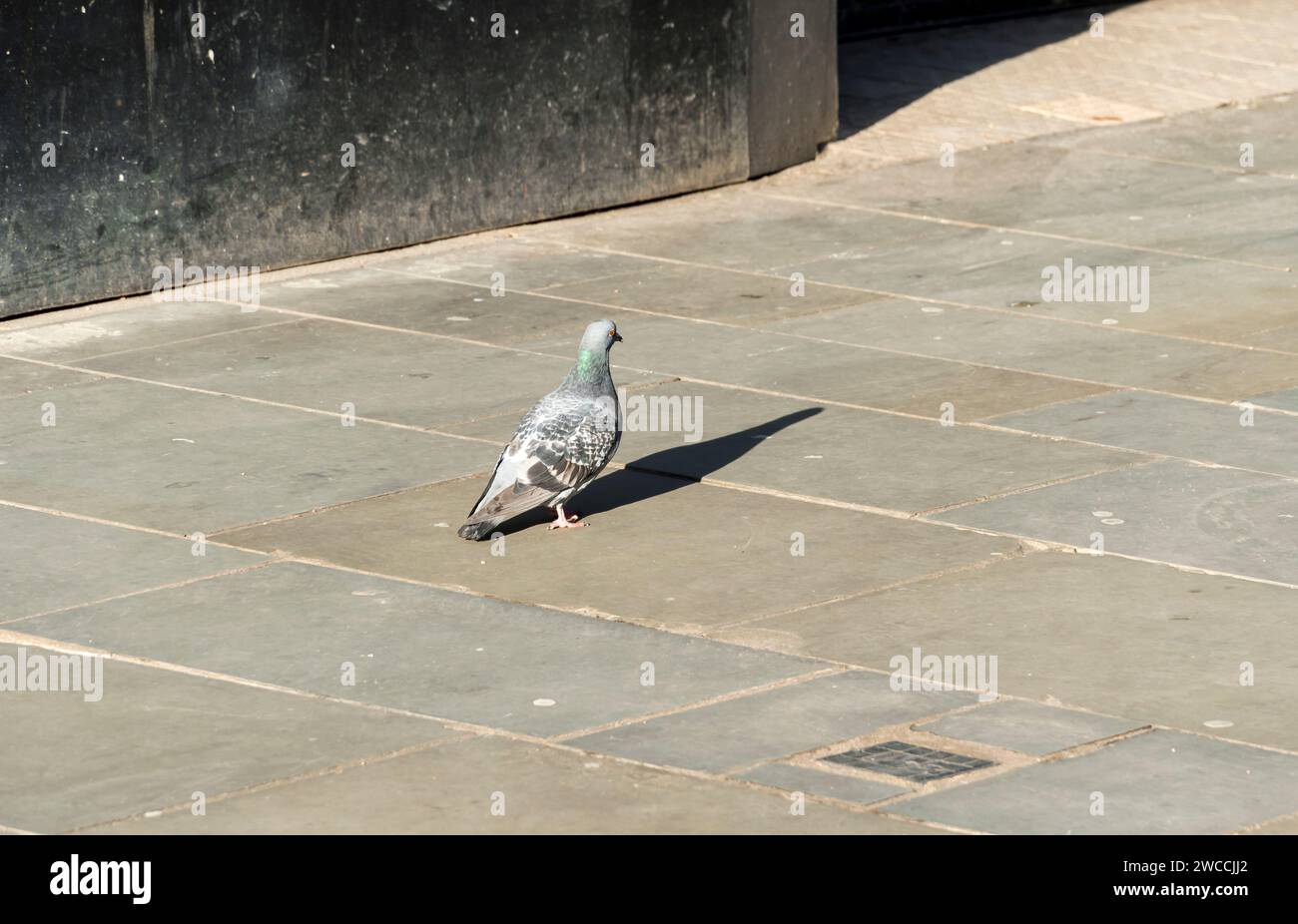 Il piccione selvatico ha gettato una lunga ombra nel sole di fine inverno, High Street, Lincoln City, Lincolnshire, Inghilterra, REGNO UNITO Foto Stock