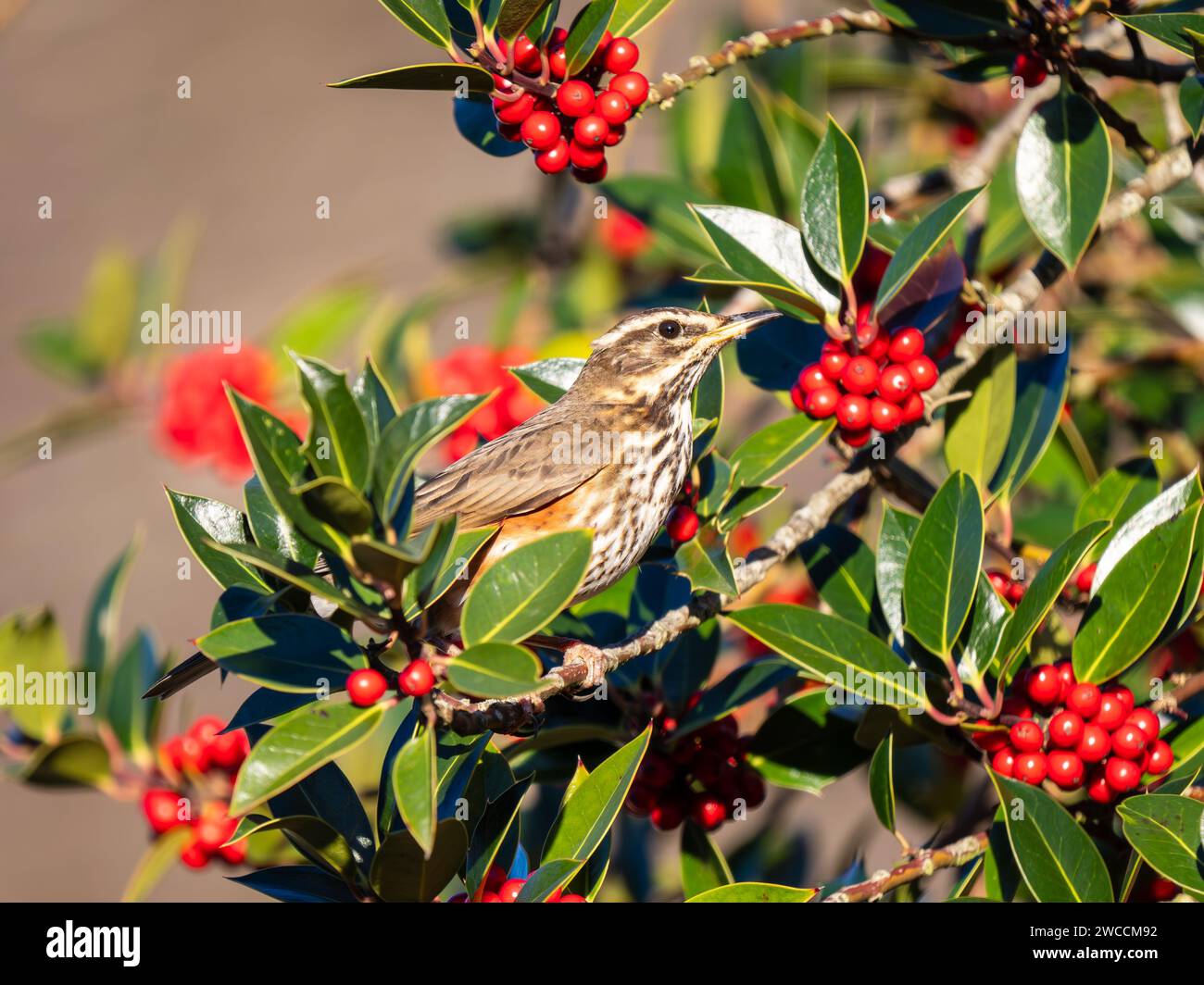 Redwing Feeding on Red Berries on English Holly Foto Stock