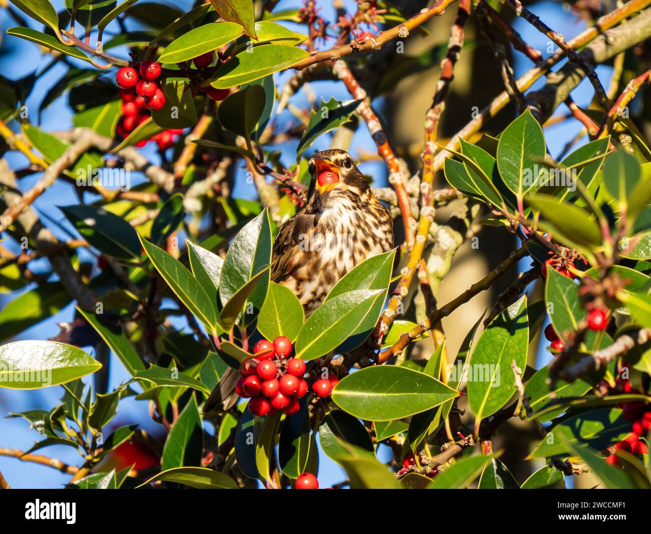 Redwing Feeding on Red Berries on English Holly Foto Stock