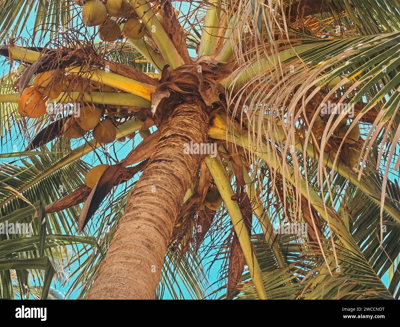 dettaglio di una palma da cocco Foto Stock