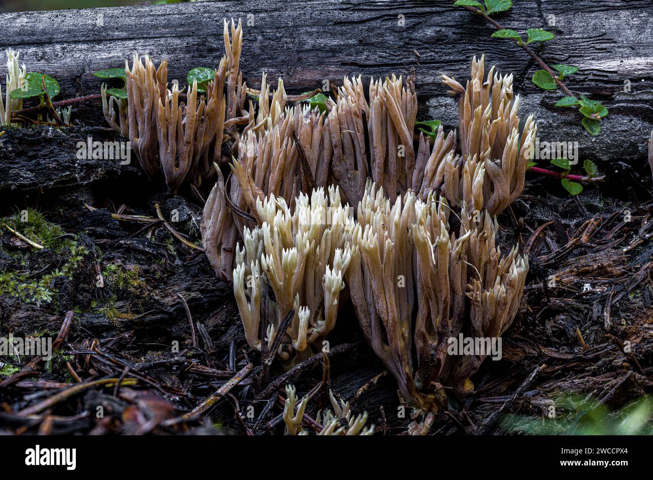 Fungo corallo (Ramaria stricta) Foto Stock