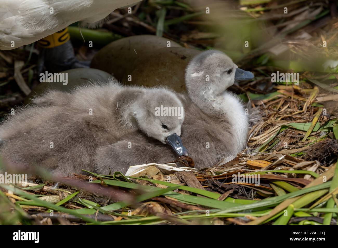 Cigni muti (Cygnus olor) su un nido di cigno. Foto Stock
