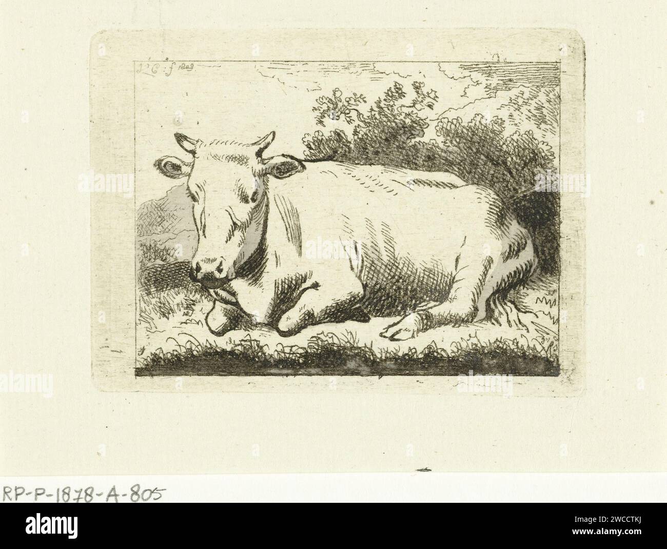 Mucca giarda, Johannes van Cuylenburgh, 1809 stampa Olanda carta incisione / mucca spazzolata Foto Stock