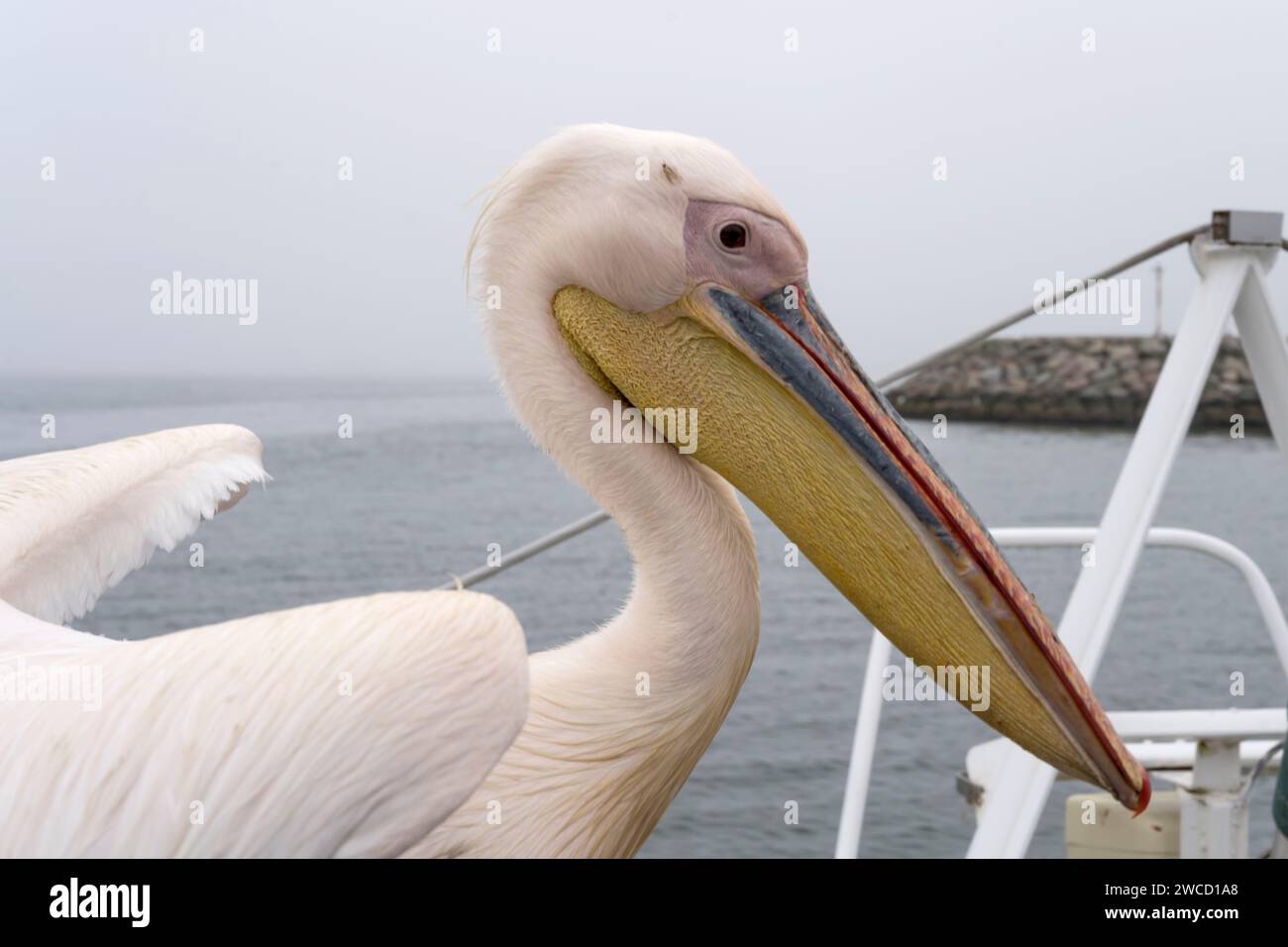 Dettaglio della testa del pellicano e del becco sul ponte della barca nel porto, girato in tarda primavera a Walvis Bay, Namibia, Africa Foto Stock