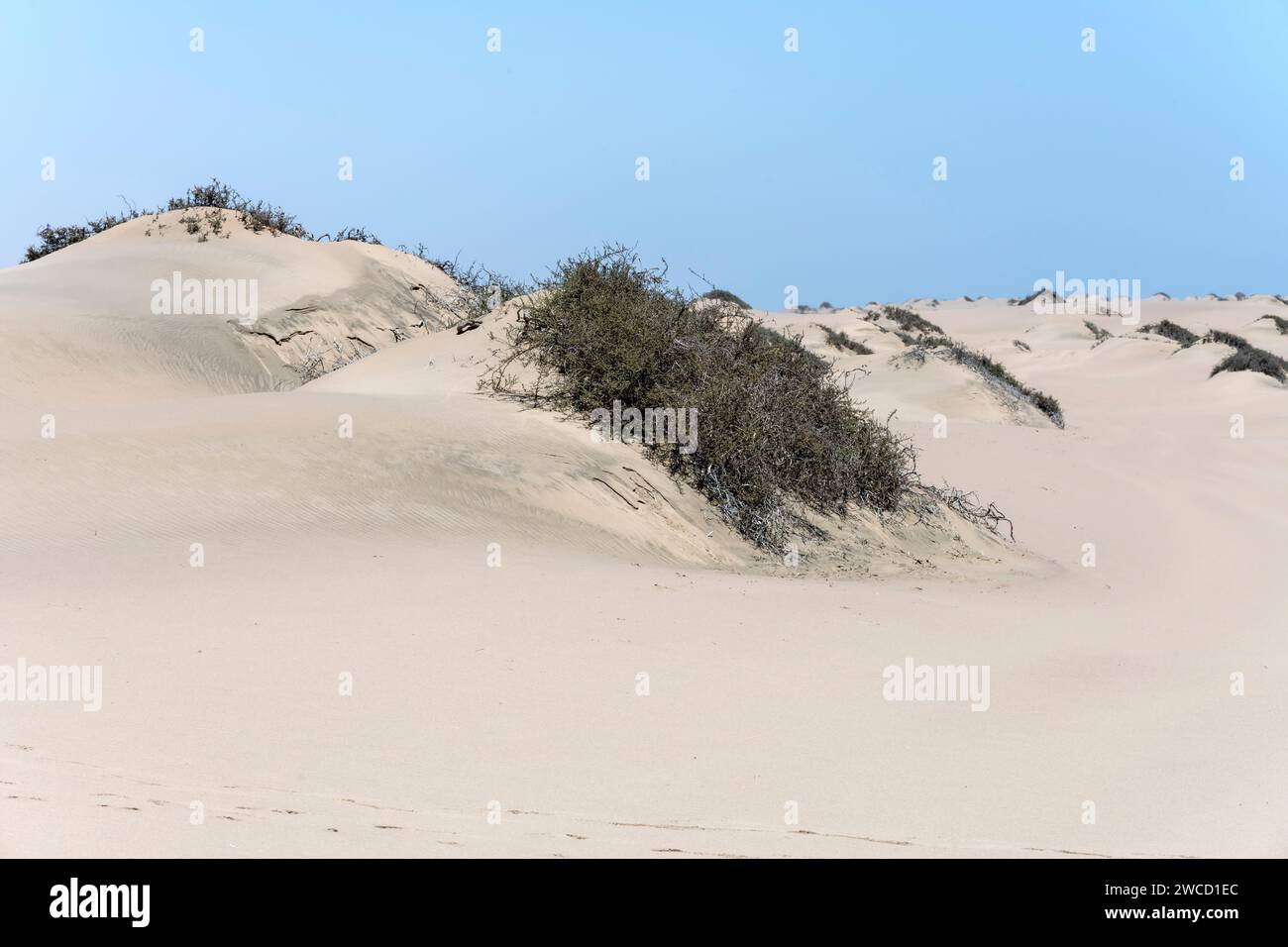 Paesaggio con vegetazione sparsa sulle dune di sabbia nel deserto di Naukluft, girato con una luce brillante in tarda primavera a Walvis Bay, Namibia, Africa Foto Stock