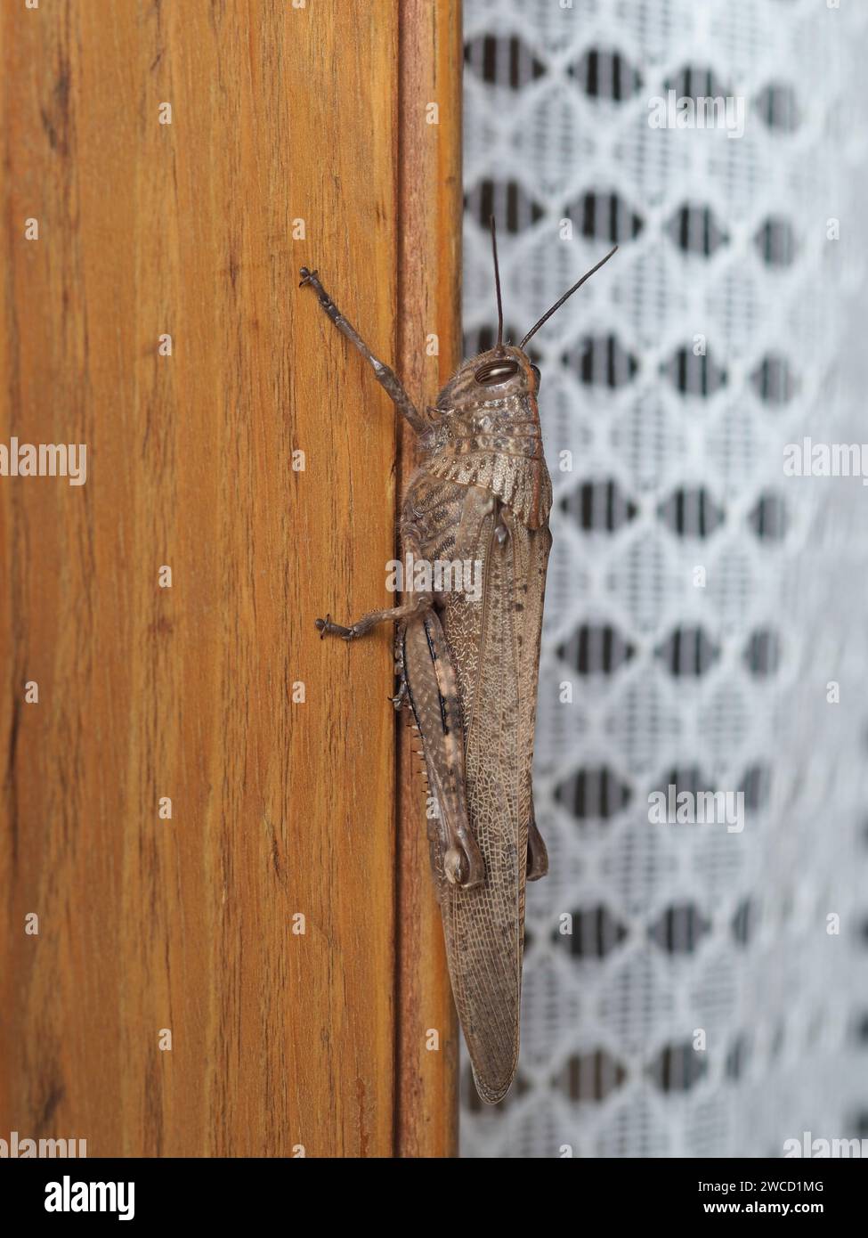 Grasshopper nome scientifico Orthoptera Caelifera of Animal Class Insects Foto Stock