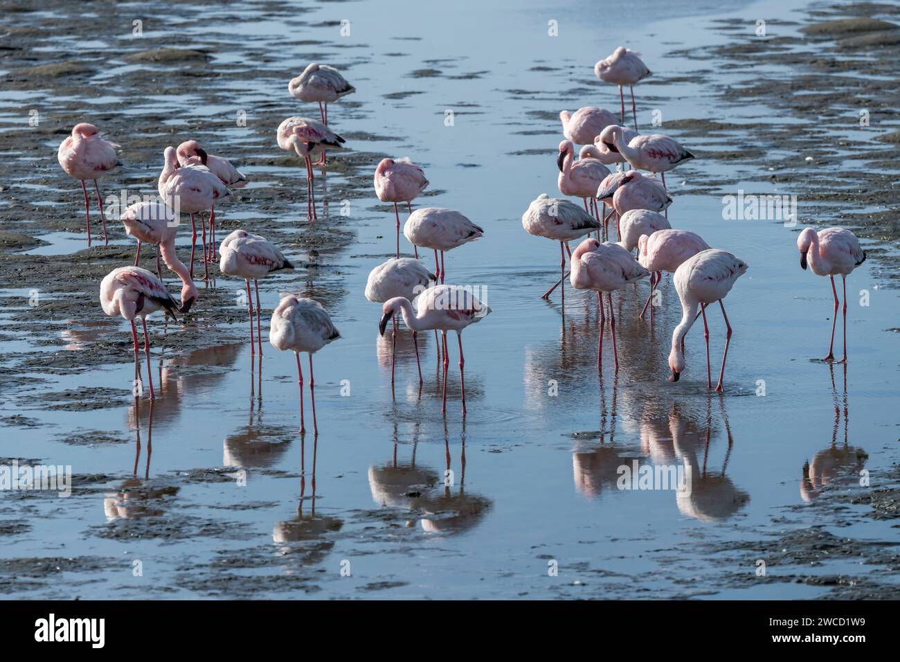 Fenicotteri in acque poco profonde, sparati in tarda luce primaverile a Walvis Bay, Namibia, Africa Foto Stock