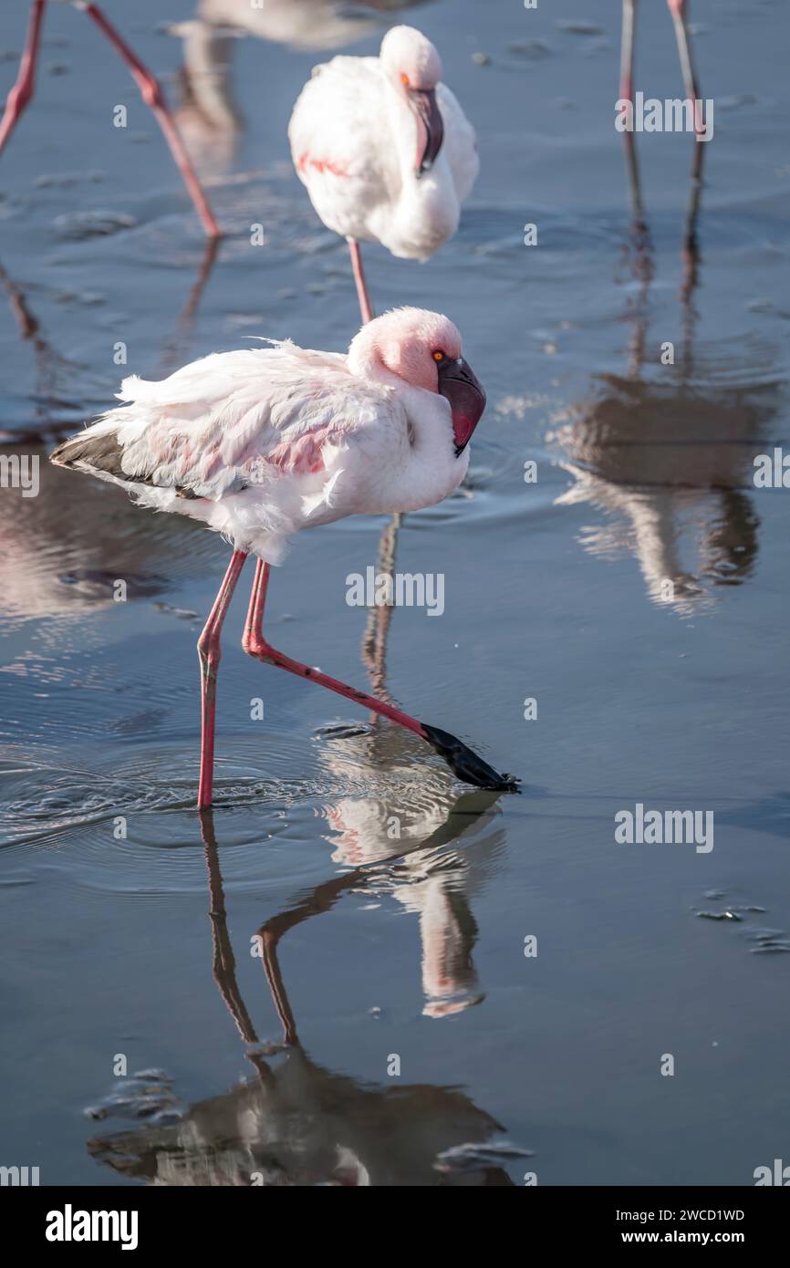 Fenicotteri che si riflettono nelle acque poco profonde della palude, scattati in tarda primavera a Walvis Bay, Namibia, Africa Foto Stock