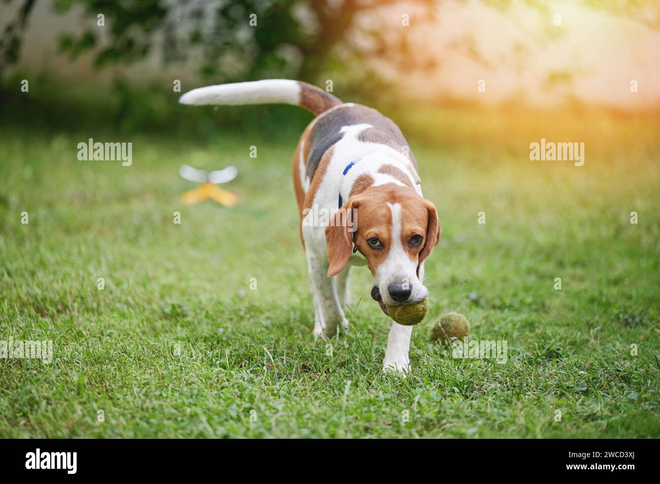 Cane Beagle che corre con la palla in bocca su sfondo verde sfocato Foto Stock