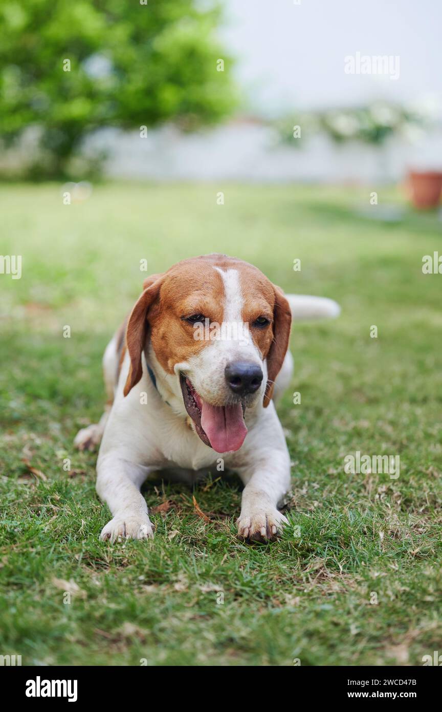 Un bel cane beagle giaceva su fondo verde Foto Stock