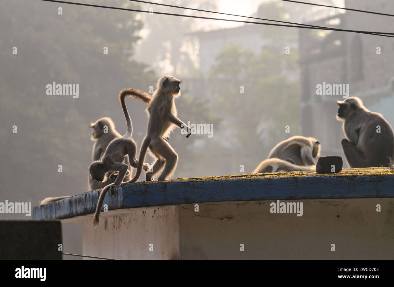 Un gruppo di langur hanuman o scimmie hanuman che si prendono il sole sul tetto una mattina presto d'inverno, gli adulti a volte sdraiati, mentre i loro giovani stanno facendo vari gesti, alcuni stanno cercando di alzarsi e alzare le braccia o appendersi alle foglie di un albero, alcuni saltano in giro, è come una giornata di scimmie a Tehatta, nel Bengala Occidentale, in India. Foto Stock