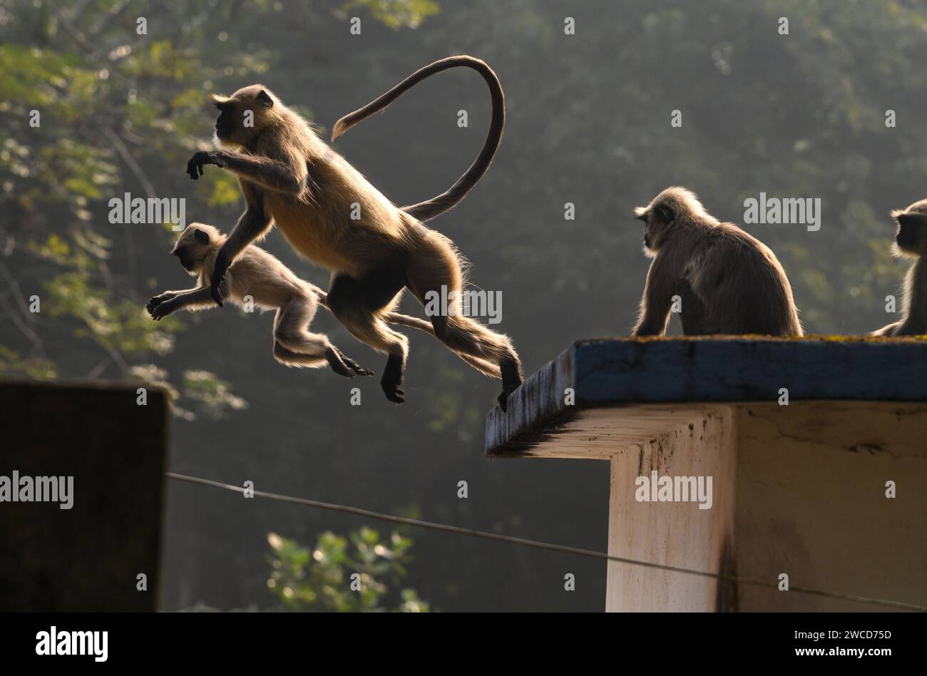 Un gruppo di langur hanuman o scimmie hanuman che si prendono il sole sul tetto una mattina presto d'inverno, gli adulti a volte sdraiati, mentre i loro giovani stanno facendo vari gesti, alcuni stanno cercando di alzarsi e alzare le braccia o appendersi alle foglie di un albero, alcuni saltano in giro, è come una giornata di scimmie a Tehatta, nel Bengala Occidentale, in India. Foto Stock