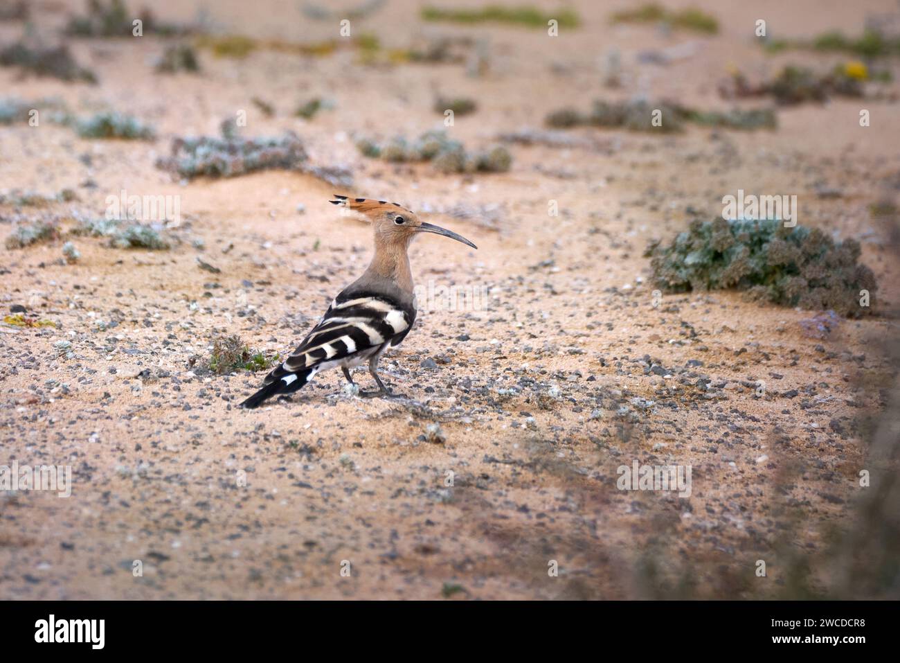La felpa eurasiatica (Upupa epops) si trova nel deserto sabbioso ricoperto da alcune piante di Costa calma Foto Stock