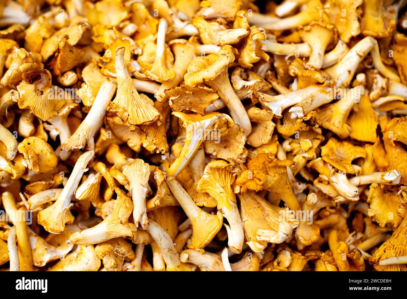 Una disposizione di vari tipi di funghi, accuratamente impilati l'uno sull'altro, creando una composizione visivamente suggestiva Foto Stock