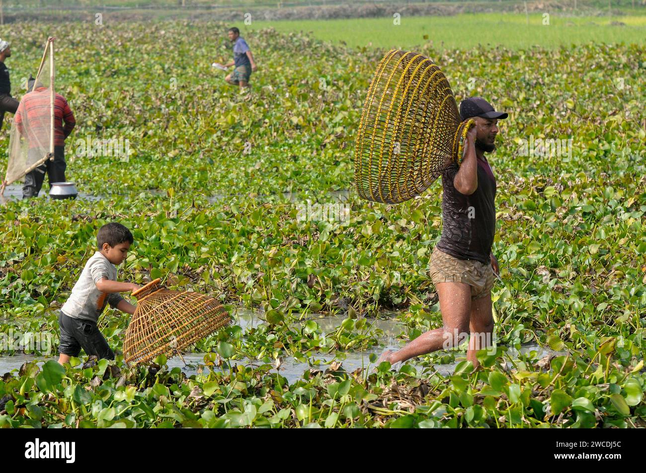 15 gennaio 2024 - Bangladesh: Bambini che pescano con la trappola di Bamboo al Beel. Mentre i contadini armati di trappole per pesci di bambù e reti da pesca fatte a mano per prendere parte a festeggiare in un festival invernale di pesca bawa a polo di 100 anni al Gowahori beel of Biswanath upazila di Sylhet, Bangladesh. La gente del posto ha detto che il festival viene celebrato ogni anno nel primo giorno del mese di Bangla di Poush e, a parte la gente del posto, persone provenienti da diverse parti dell'Upazila si radunano al beel con diversi tipi di trappole da pesca per partecipare. Il 15 gennaio 2024 Sylhet, Bangladesh (foto di Rafayat Haqu Foto Stock