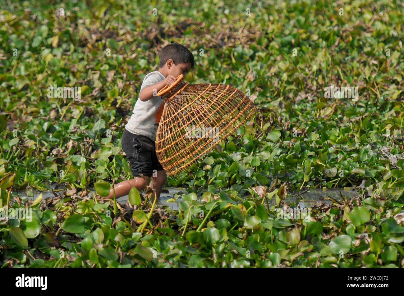15 gennaio 2024 - Bangladesh: Bambini che pescano con la trappola di Bamboo al Beel. Mentre i contadini armati di trappole per pesci di bambù e reti da pesca fatte a mano per prendere parte a festeggiare in un festival invernale di pesca bawa a polo di 100 anni al Gowahori beel of Biswanath upazila di Sylhet, Bangladesh. La gente del posto ha detto che il festival viene celebrato ogni anno nel primo giorno del mese di Bangla di Poush e, a parte la gente del posto, persone provenienti da diverse parti dell'Upazila si radunano al beel con diversi tipi di trappole da pesca per partecipare. Il 15 gennaio 2024 Sylhet, Bangladesh (foto di Rafayat Haqu Foto Stock