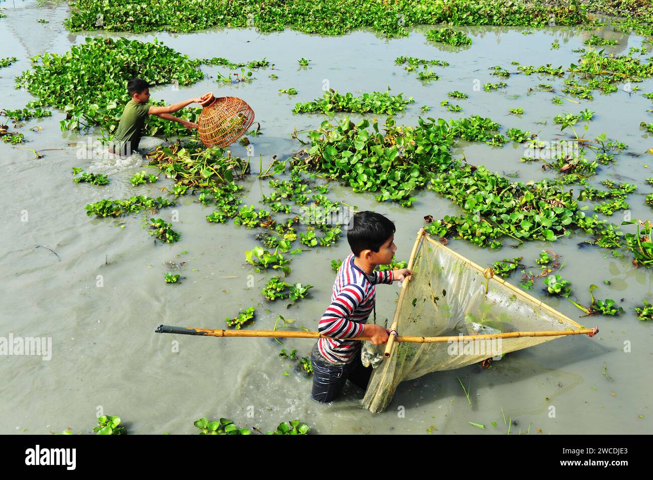 15 gennaio 2024 - Bangladesh: Bambini che pescano con la trappola di Bamboo al Beel. Mentre i contadini armati di trappole per pesci di bambù e reti da pesca fatte a mano per prendere parte a festeggiare in un festival invernale di pesca bawa a polo di 100 anni al Gowahori beel of Biswanath upazila di Sylhet, Bangladesh. La gente del posto ha detto che il festival viene celebrato ogni anno nel primo giorno del mese di Bangla di Poush e, a parte la gente del posto, persone provenienti da diverse parti dell'Upazila si radunano al beel con diversi tipi di trappole da pesca per partecipare. Il 15 gennaio 2024 Sylhet, Bangladesh (immagine di credito: © MD Rafay Foto Stock