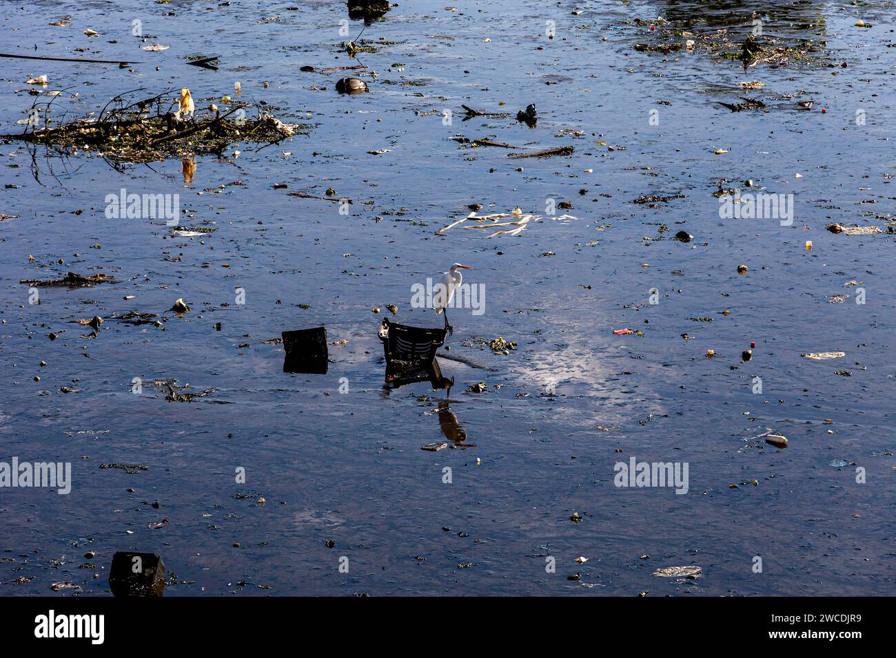 Inquinamento della plastica nella baia di Guanabara, l'airone poggia sulla struttura plastica di un televisore scartato, tra tutti i tipi di prodotti di scarto scartati in modo errato, Rio de Janeiro, Brasile. Foto Stock