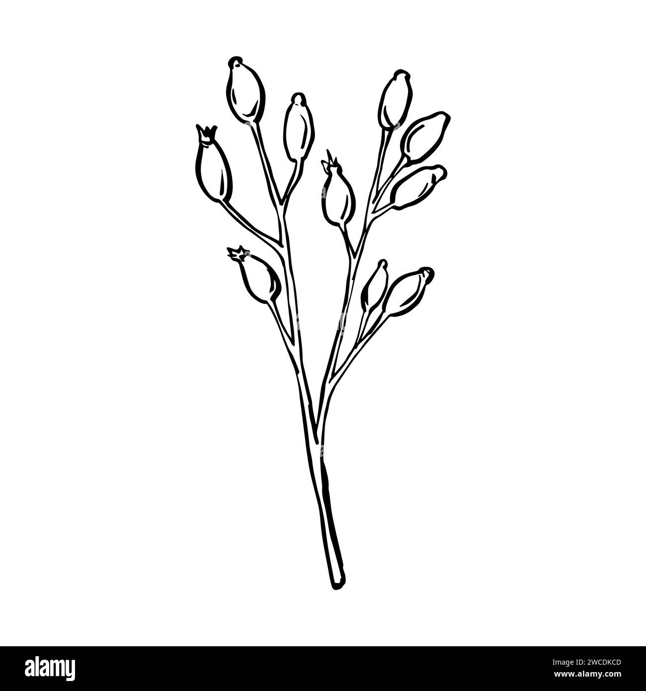 Illustrazione vettoriale rami di rosa selvatica e bacche, disegno artistico con linee di erbe medicinali. Schizzo rosa per logo, tatuaggio, design nuziale Illustrazione Vettoriale