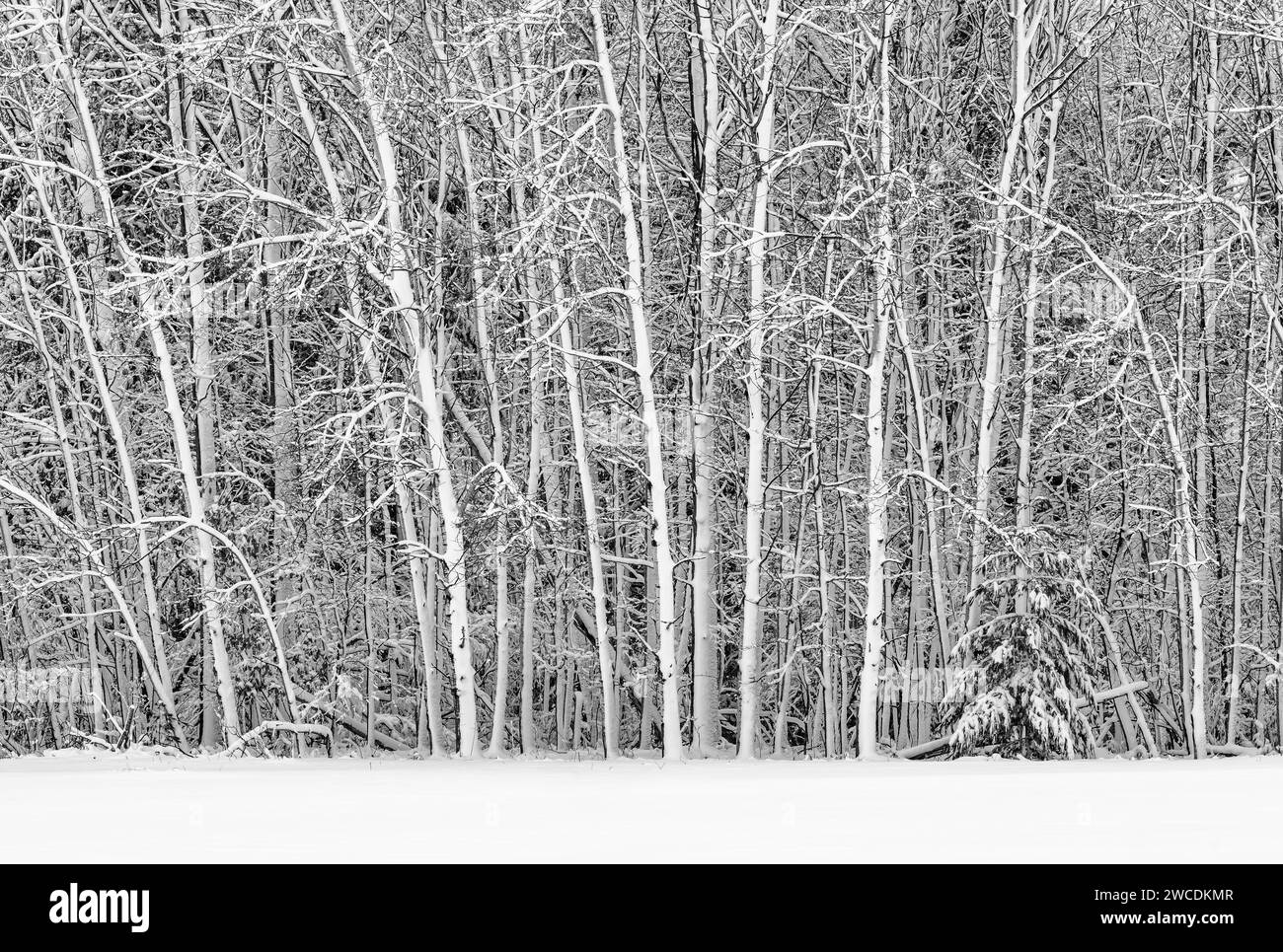 Neve soffiata dal vento aggrappata agli alberi di latifoglie dopo una tempesta invernale nella contea di Mecosta, Michigan, Stati Uniti Foto Stock