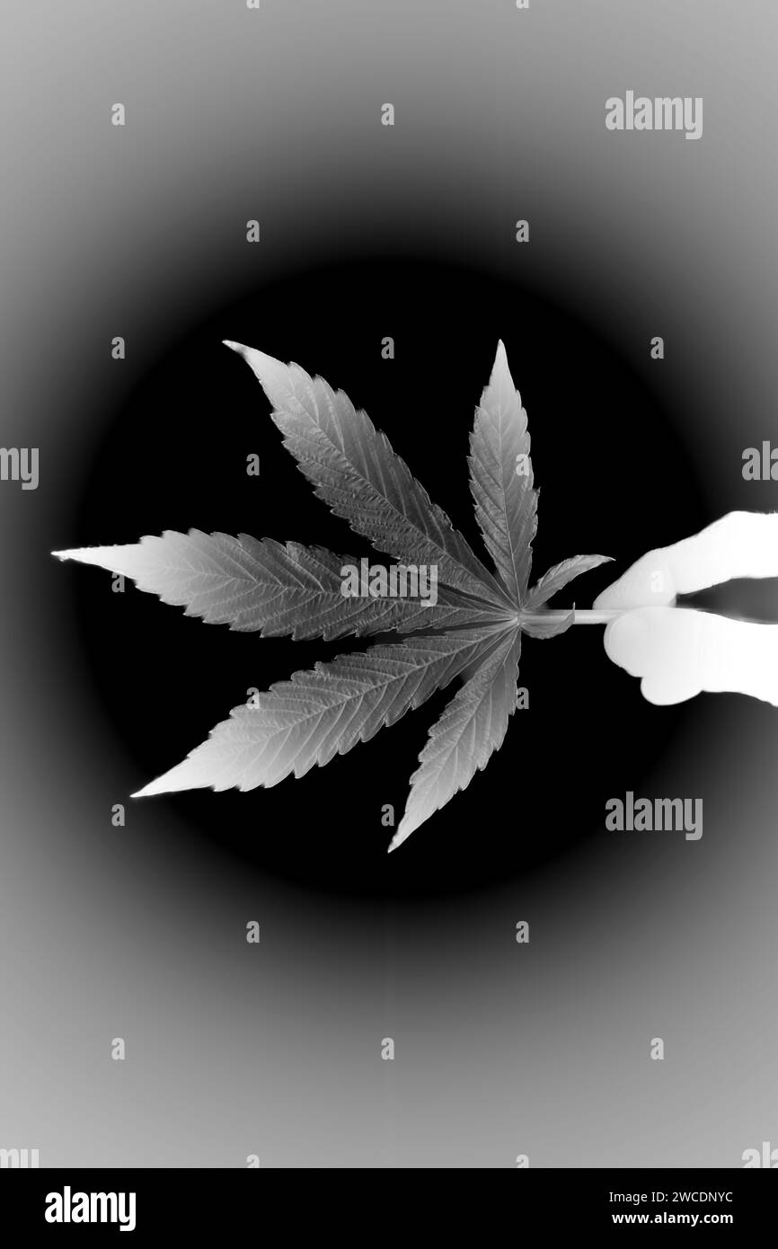 Foglia verde scuro di fiore di marijuana varietà di maiale critica con sfondo nero e mano Foto Stock