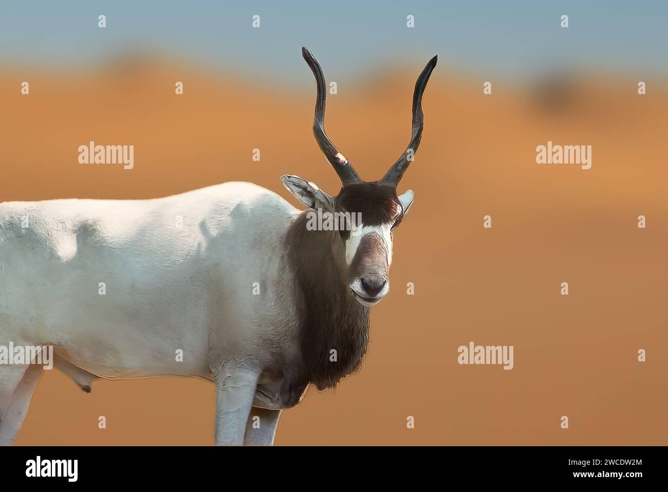 Addax Antelope (Addax nasomaculatus) - Antelope cornea Foto Stock