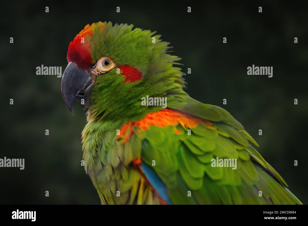 Pappagallo di Macao con la faccia rossa (Ara rubrogenys) Foto Stock