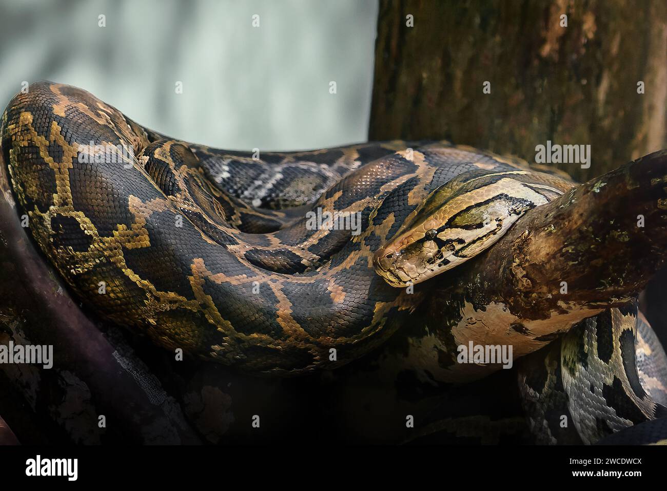 Serpente indiano Python (Python molurus) Foto Stock